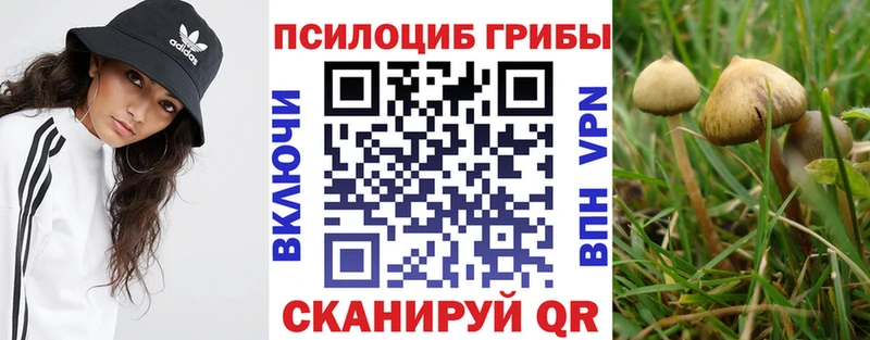 Купить где  Порхов  Псилоцибиновые грибы мицелий 